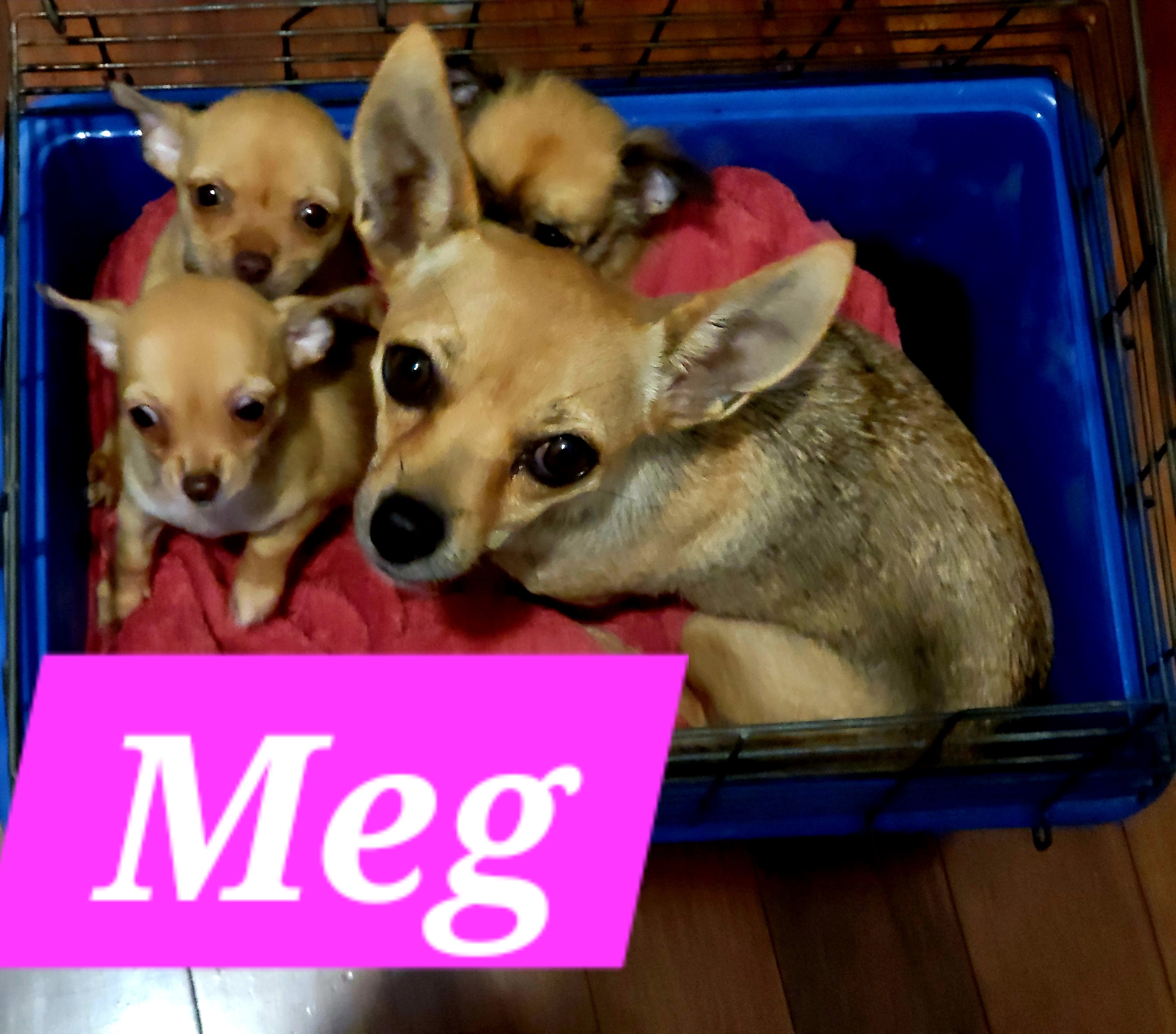 Our Chihuahuas