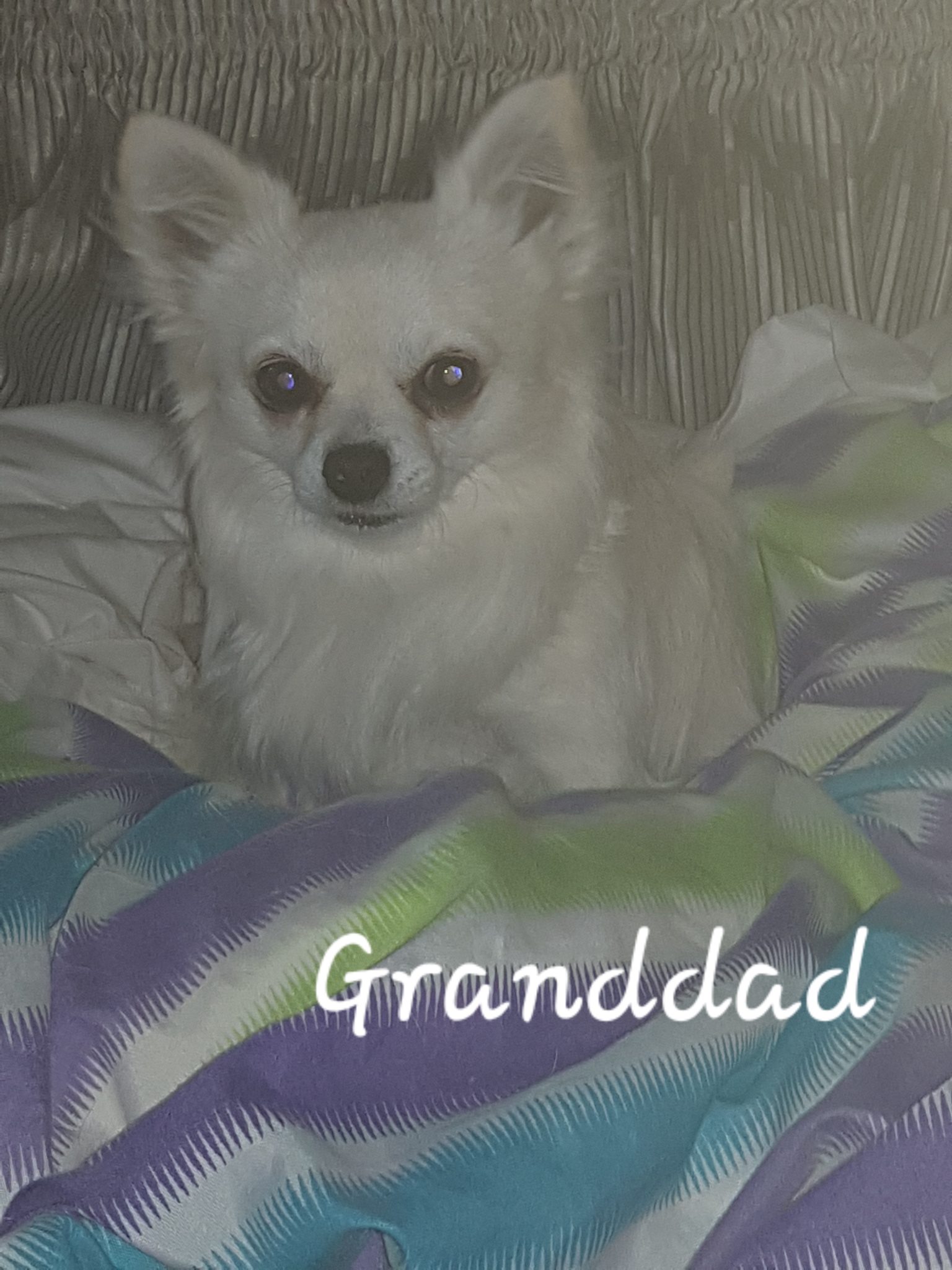 Our Chihuahuas